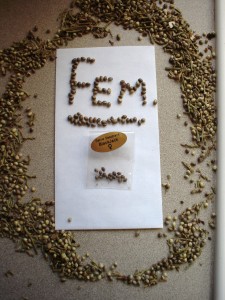 new-ebb-n-flow+blackjack-clones3-16-10-0301