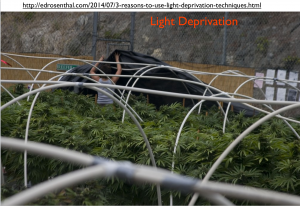 Light Deprivation